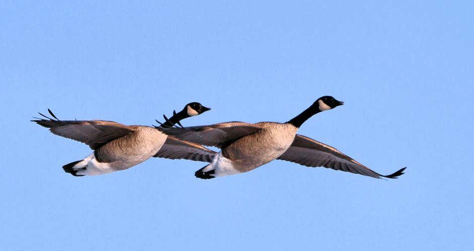 Canad-Goose-pair-by-Ian-Barker